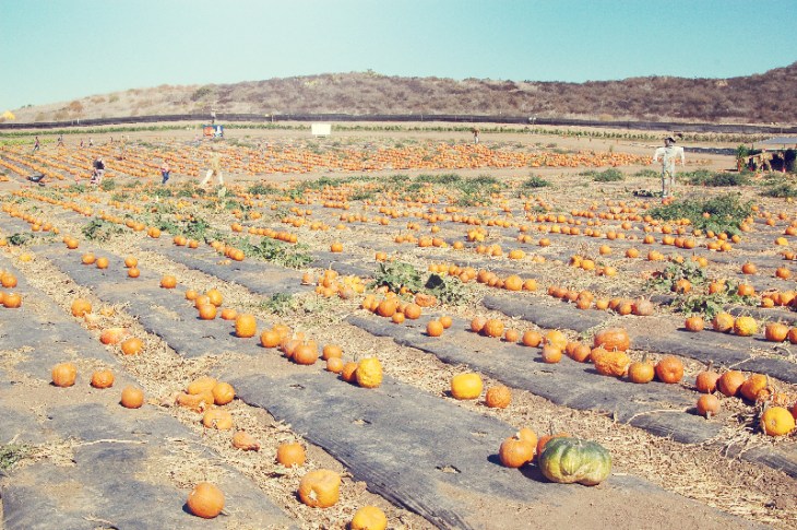 Pumpkin Patch 2012