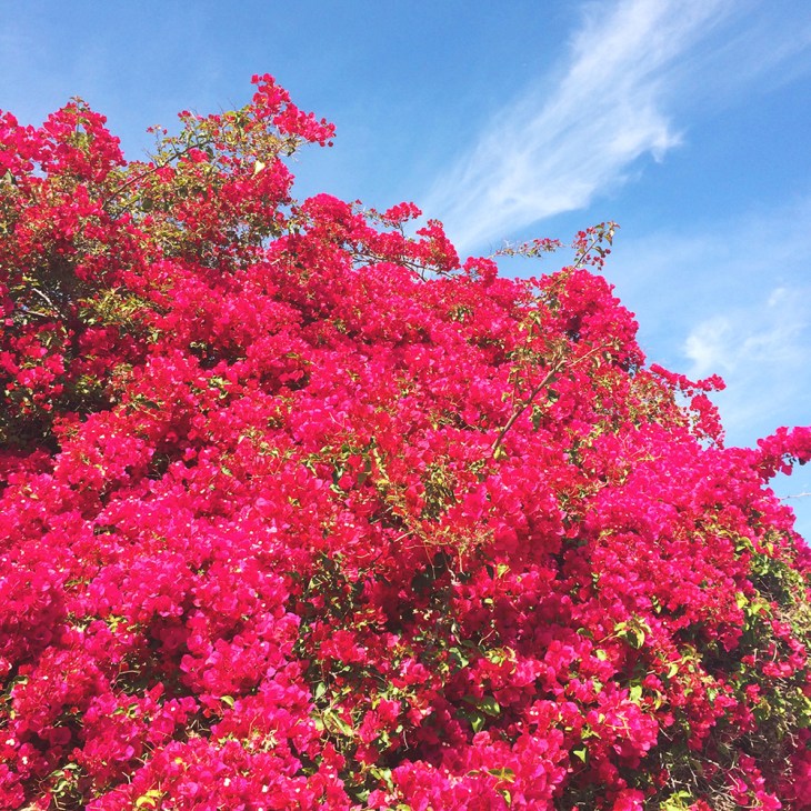 Bougainvillea