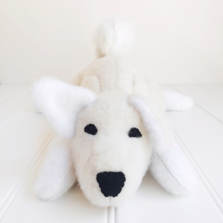 Momo the Shiba Inu Dog