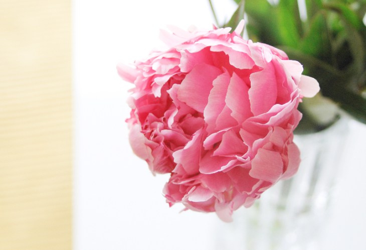 LivingRoom_PinkPeony