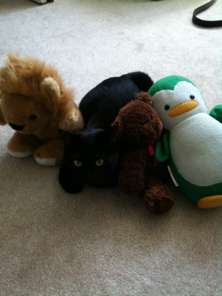 FanPhoto_PlushCollection