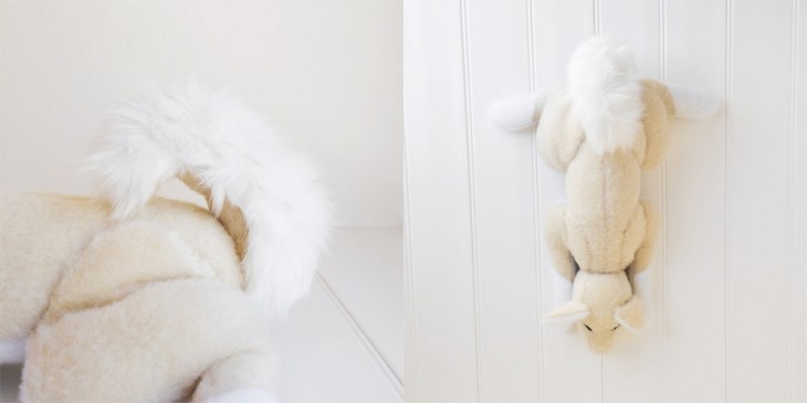 Momo the Shiba Inu Dog